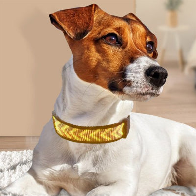 Collier chien lumineux sur le lit