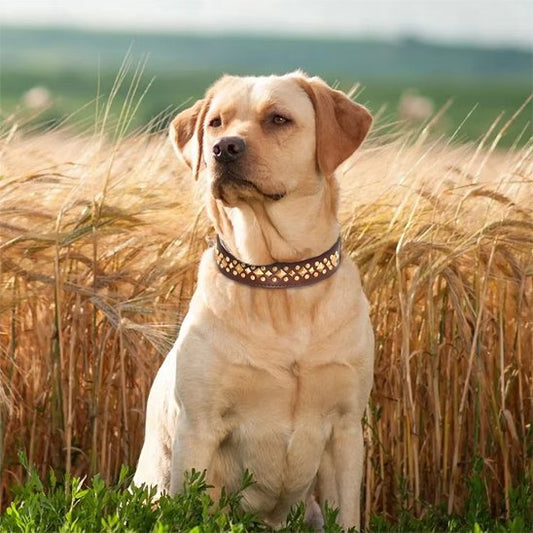 collier chien royal assis dans le ble