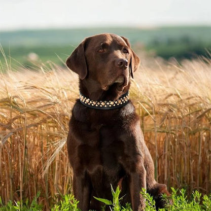 collier chien royal assis dans le champs