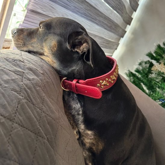 collier chien royal assis sur le divan
