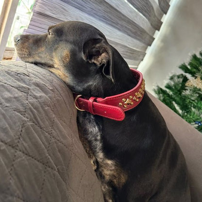 collier chien royal assis sur le divan