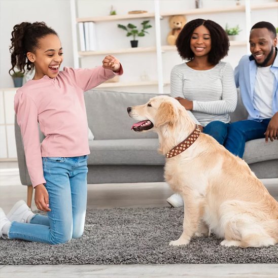 collier chien royal assis sur le tapis