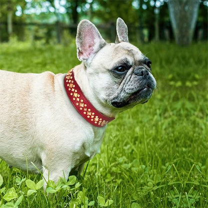 collier chien royal dans le gazon