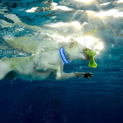 collier lumineux bleu telechargement_3_53b563e8-73dc-44c3-83ca-dd714cb79cda