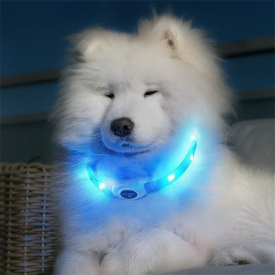 collier lumineux chien blanc poilu