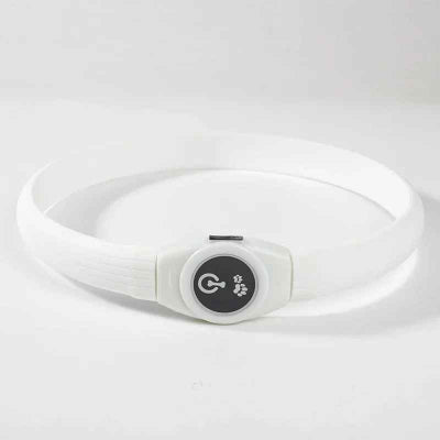 collier lumineux chien blanc