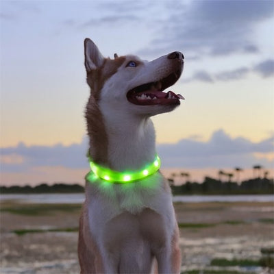 Collier lumineux chien husky sur la plage