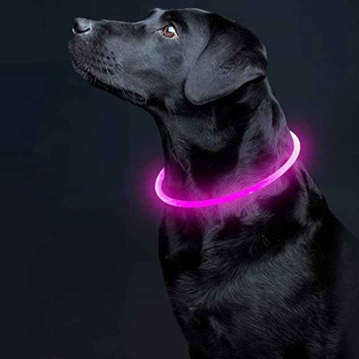 collier lumineux pour chien avec labrador couleur rose