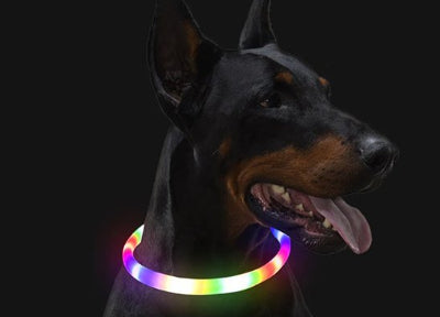 Collier lumineux pour chien doberman