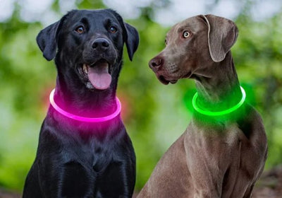Collier lumineux pour chien se promenant dans la foret