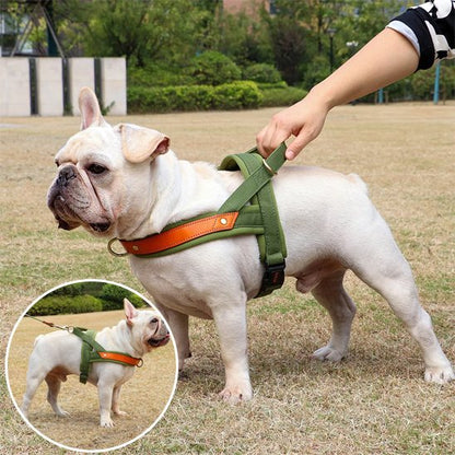 harnais chien anti traction avec chien avec son maitre