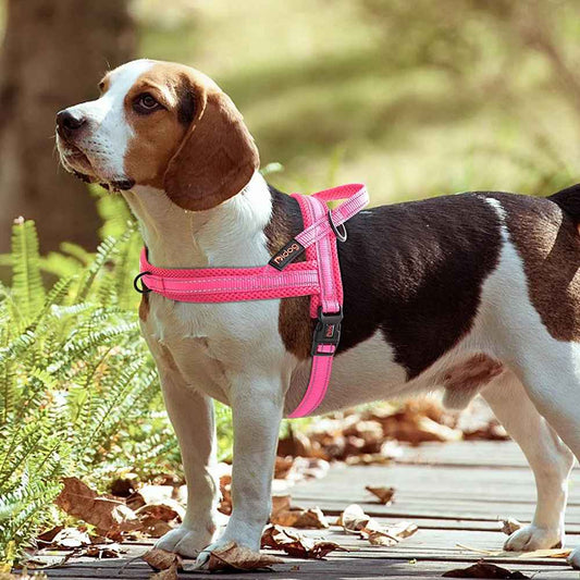 harnais chien avec beagle dans le sentier