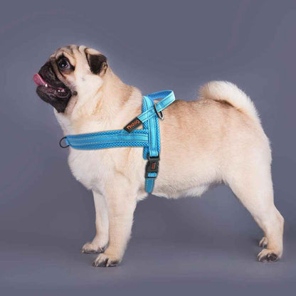harnais chien avec pug en photo