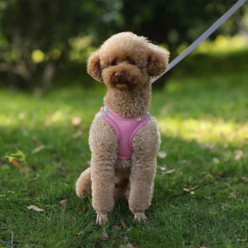 harnais chien en laisse assis sur le gazon