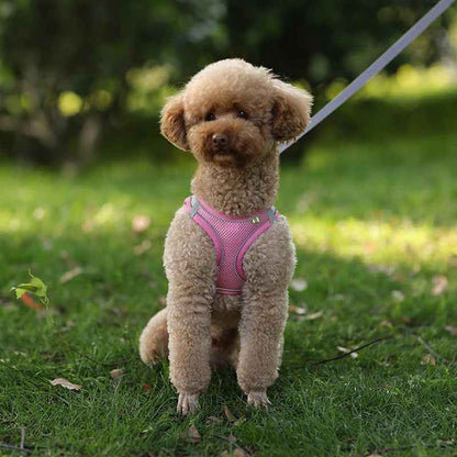 harnais chien en laisse assis sur le gazon