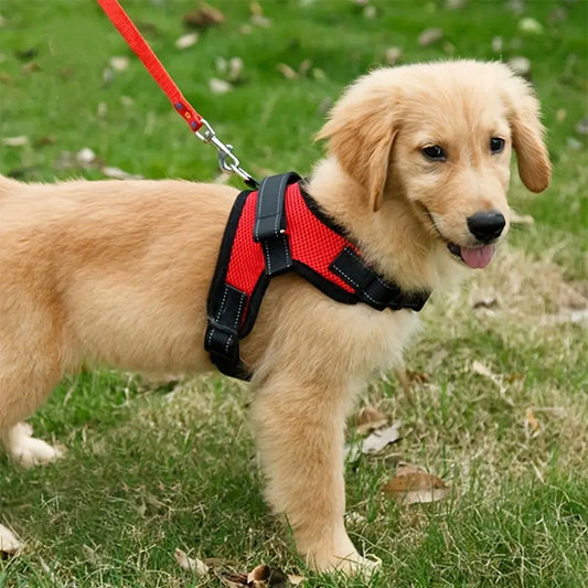 harnais chien petit golden en promenade
