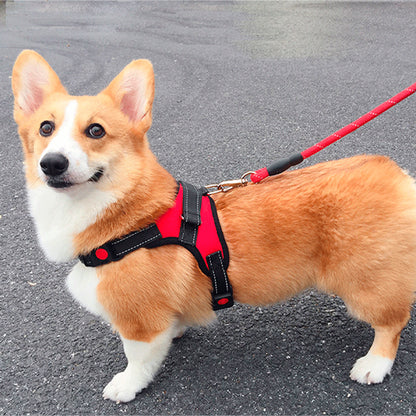 harnais chien petit pembroke en promenade