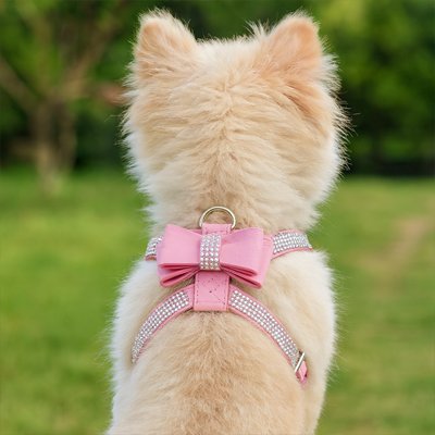 harnais pour chien assis de dos dans le gazon