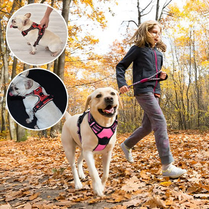 harnais pour chien golden marchant dans les feuilles