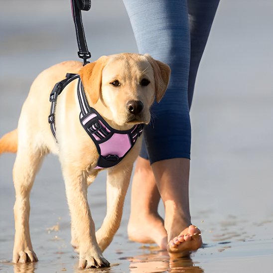 harnais pour chien golden marchant sur la plage femme