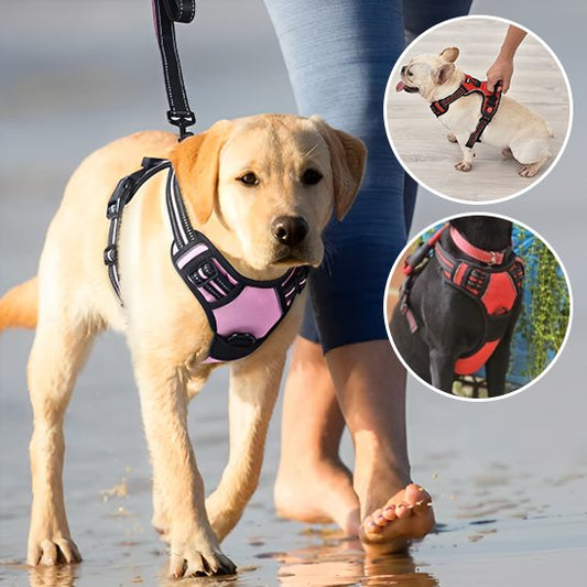 harnais pour chien golden marchant sur la plage