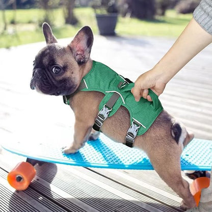 harnais pour chien pug sur planche a roulettes