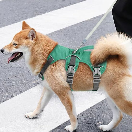 harnais pour chien shiba inu traversi la rue