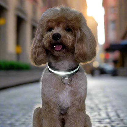 Collier Chien - LEDCollarDog™ - Noir